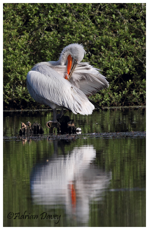Dalmation Pelican