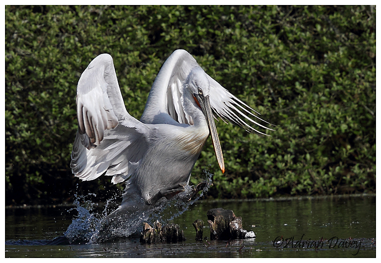 Dalmation Pelican