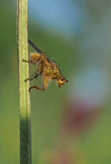 More home wildlife