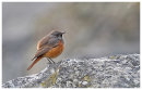 Eastern Black Redstart