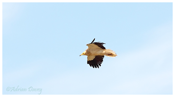 Egyptian Vulture
