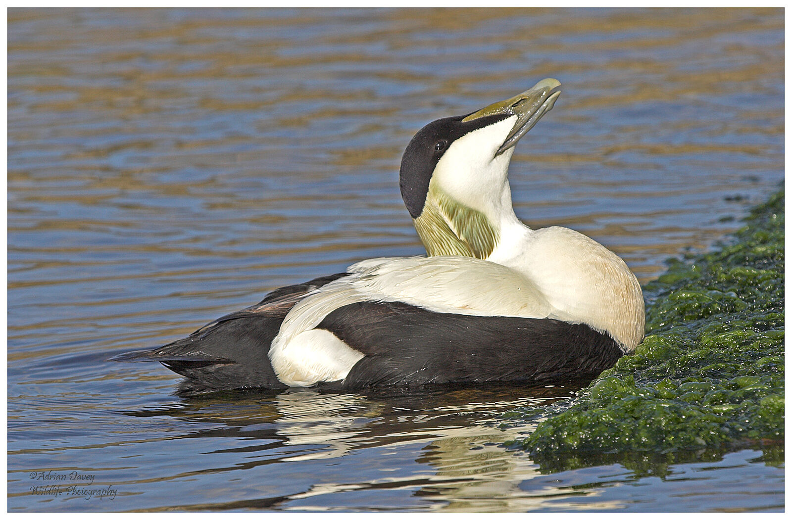 Eider