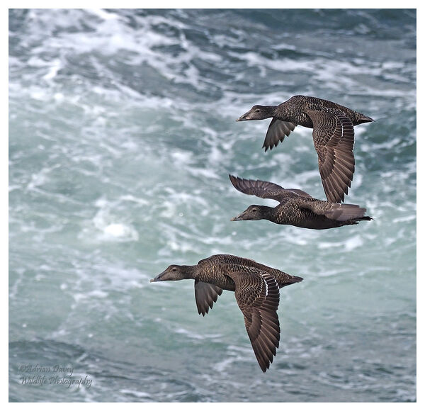 Eider Ducks flypast.