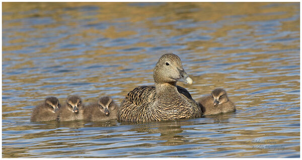 Eider Duck and chicks.