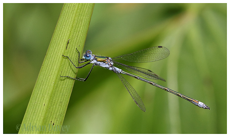Emerald Damselfly