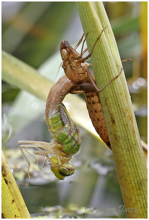 Emperor emerging 1