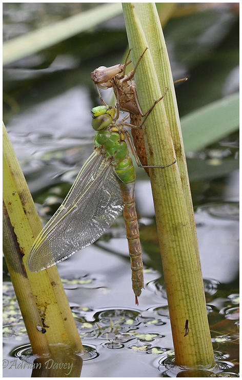 Emperor emerging 3