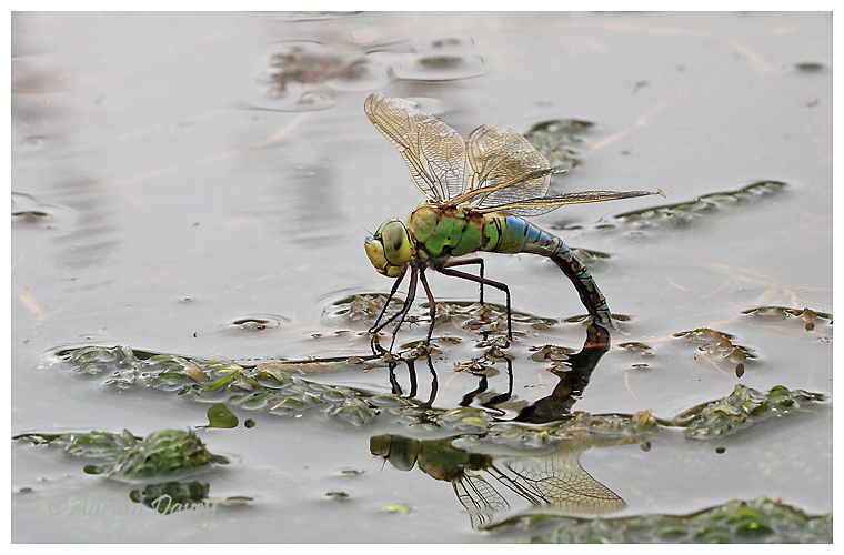 Female Emporer ovipositing