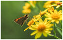 Essex Skipper on Ragwort