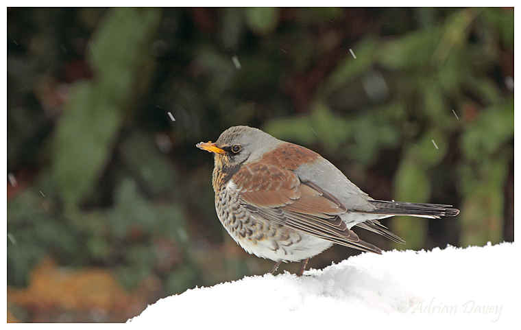 Fieldfare 4
