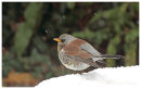 Fieldfare 4