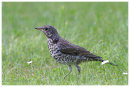 Fieldfare juvenile