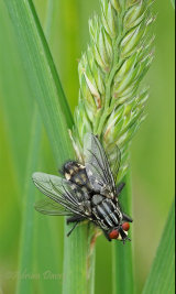 Fleshflies