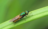Flies