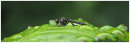Fly species on leaf