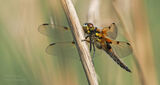 Four Spot Chaser