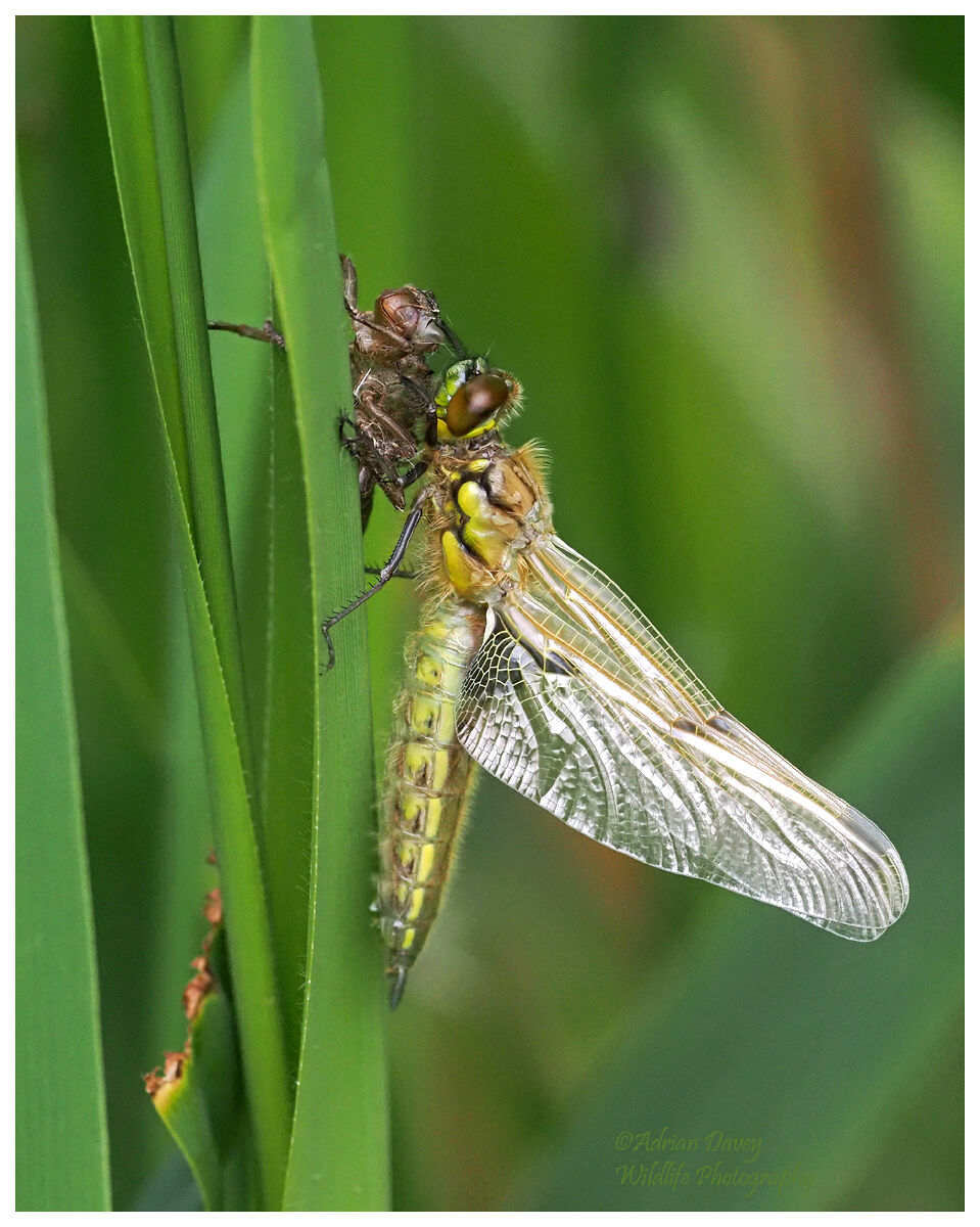Four Spot Chaser emergence