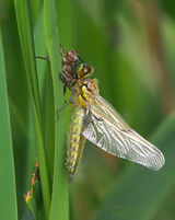 Four Spot Chaser