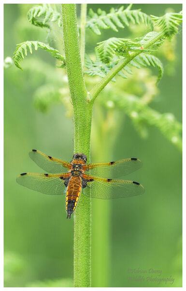 Four Spot Chaser on Fern.