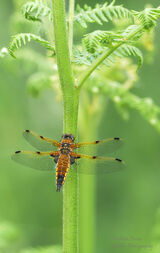 Four Spot Chasers