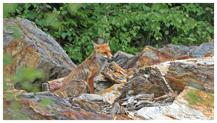 Fox on the Rocks 2