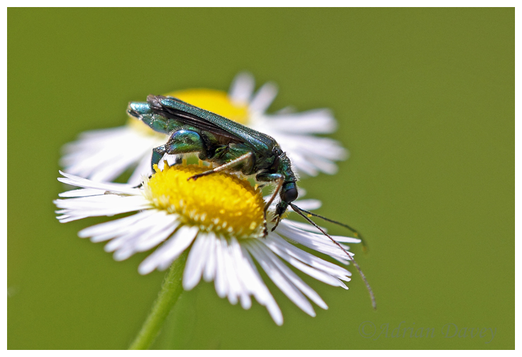 Thick Legged Flower Beetle