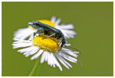 Thick Legged Flower Beetle