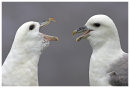 Fulmars Greeting