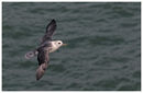 Fulmar flight.