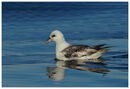 Fulmar