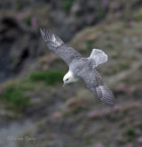 Fulmar and Kittiwake