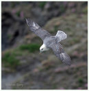 Fulmar flight