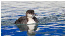 Great Northern Diver