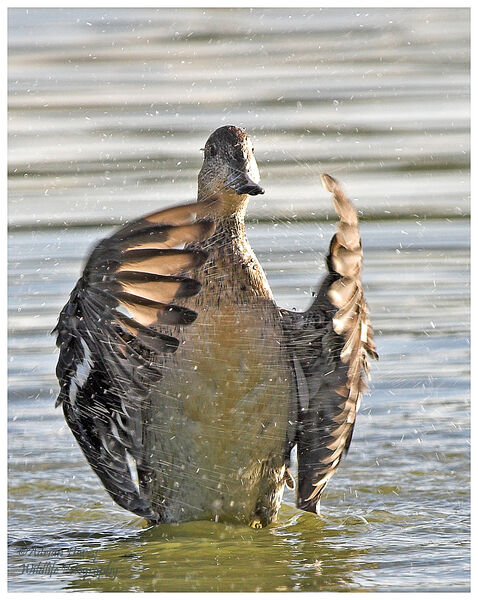Gadwell bathing