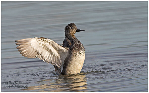 Gadwall 2