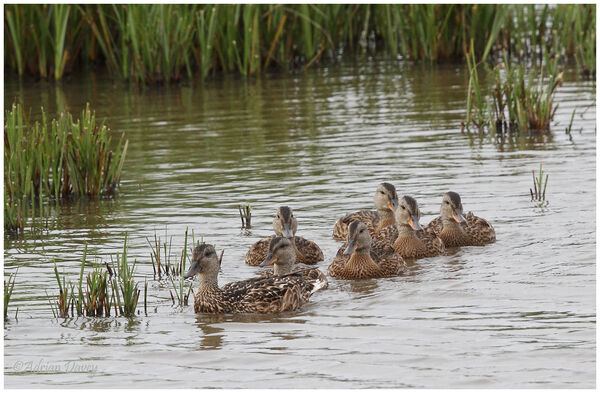 Gadwall family