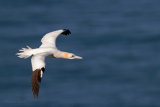 Bempton