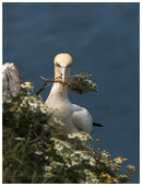 Gannet saying it with flowers.