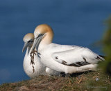 Bempton