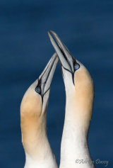 Bempton