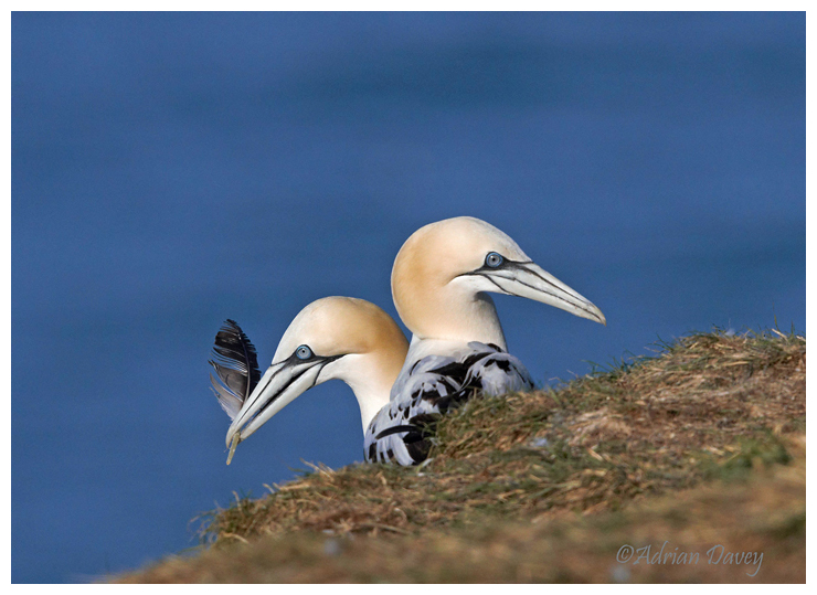 Gannet pair
