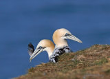 Bempton