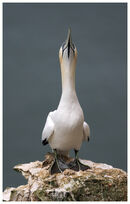 Gannet pose