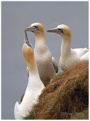 Gannets greeting 2