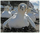 Gannet at nest