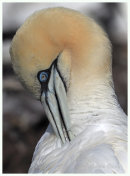 Gannet preening 2