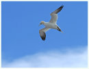 Gannet flyover