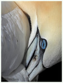 Gannet Preening
