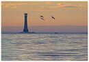 Gannets passing Bishops Rock Lighthouse.