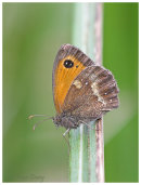 Gatekeeper